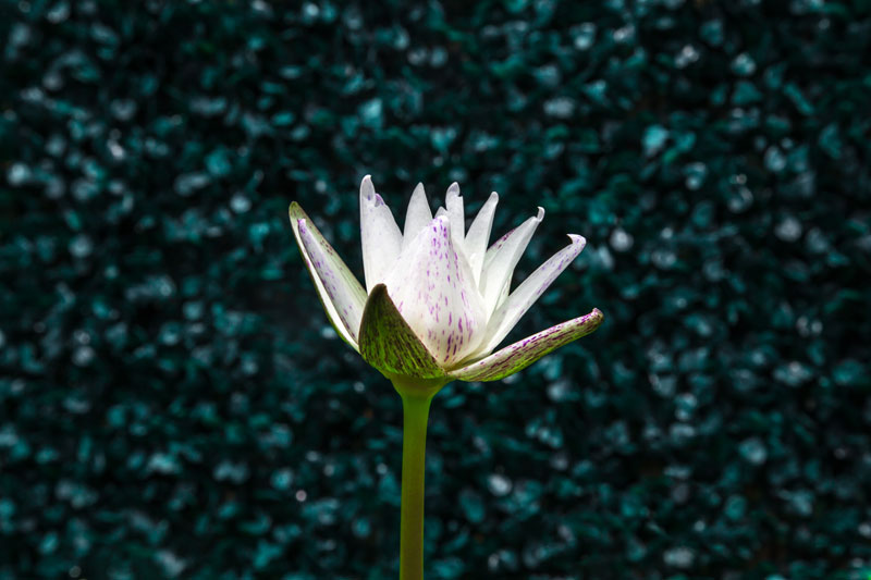 lotus flower, growth